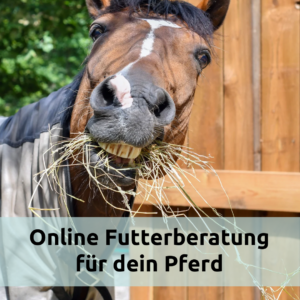 Ganzheitliche Futterberatung