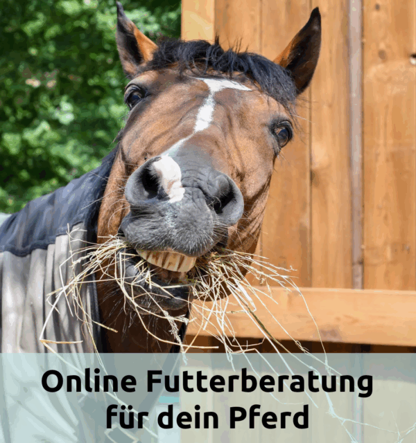 Individuelle Futterberatung