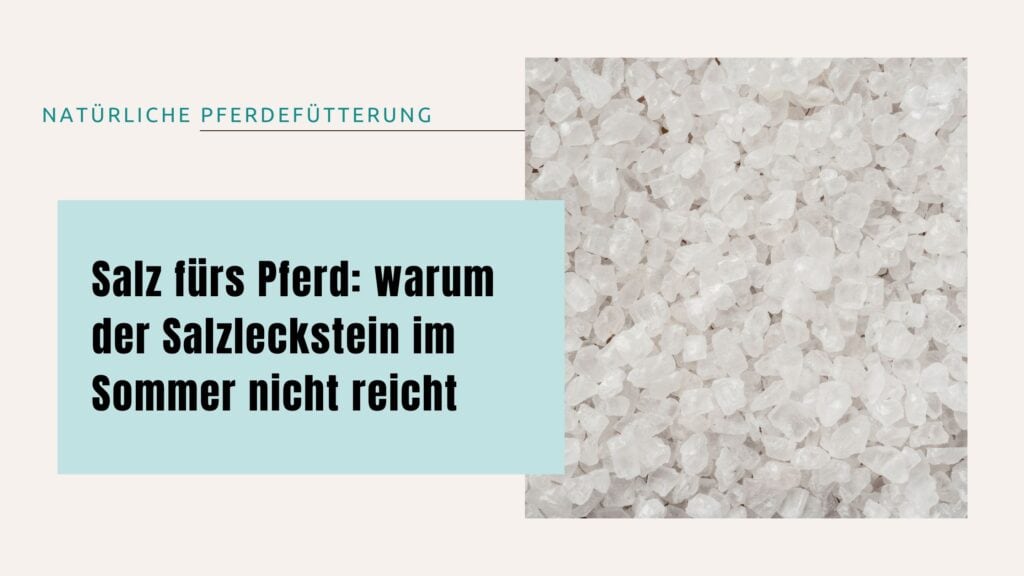 Salz fürs Pferd – warum der Salzleckstein im Sommer nicht reicht