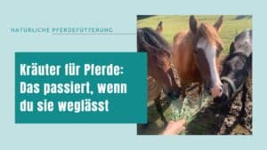 Kräuter für Pferde: Das passiert, wenn du sie weglässt